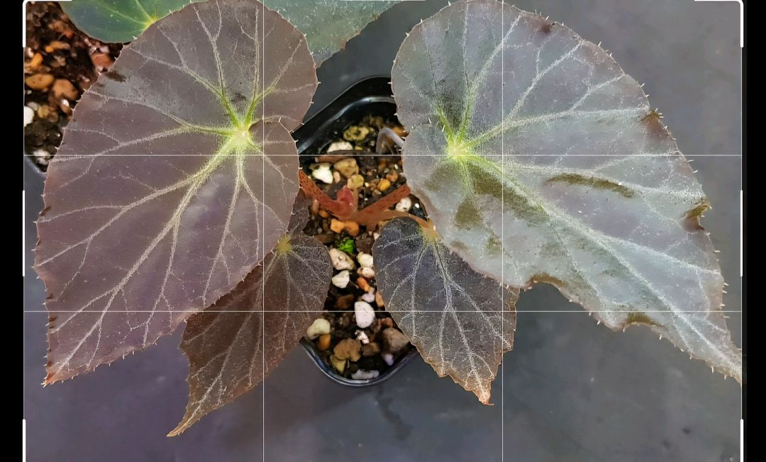 베고니아5종일괄/chloroxus 외4종 이미지