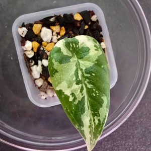 알로카시아 마하라니 바리에가타 이미지