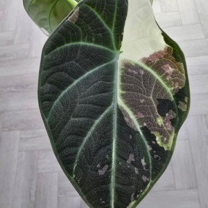 알로카시아 마하라니 바리에가타(모주) 이미지