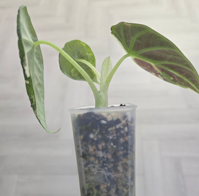 알로카시아 마하라니 바리에가타(모주) 이미지