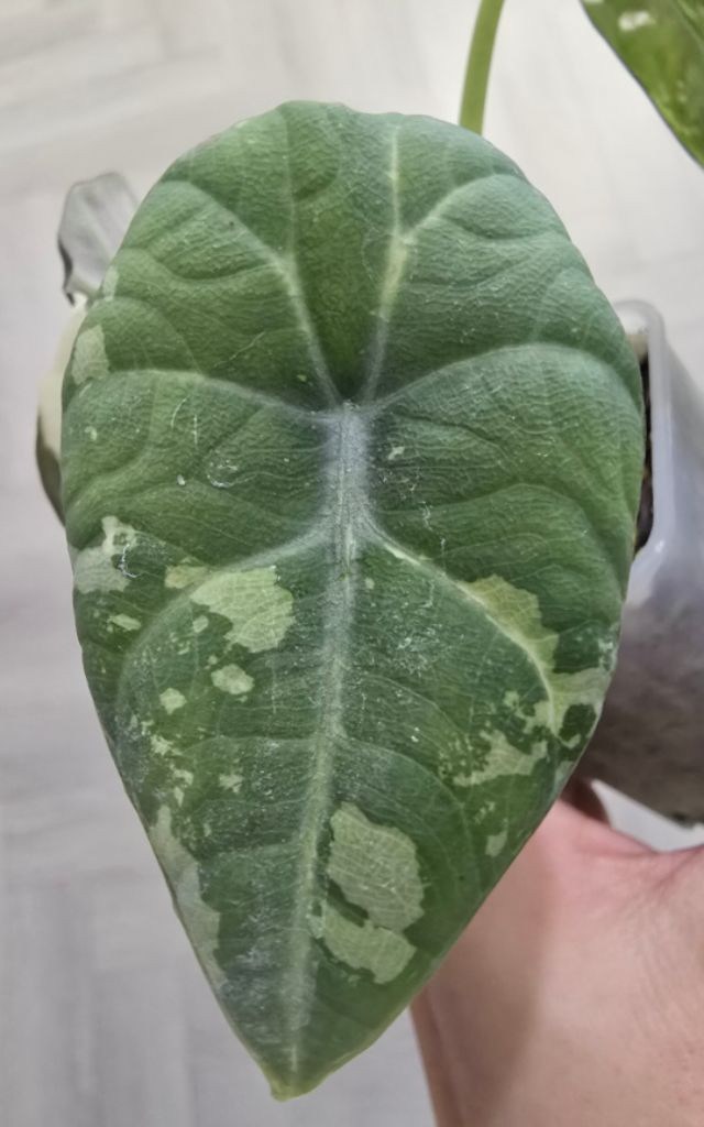 알로카시아 마하라니 바리에가타(모주) 이미지