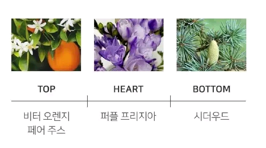 베르사체 뿌르팜므 딜런 퍼플 오드퍼퓸 100ml--4