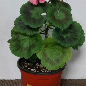 제라늄 웬디리드