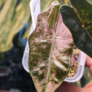 알로카시아 푸세이도 산데리아나 핑크바리에가타 (특가판매) 이미지