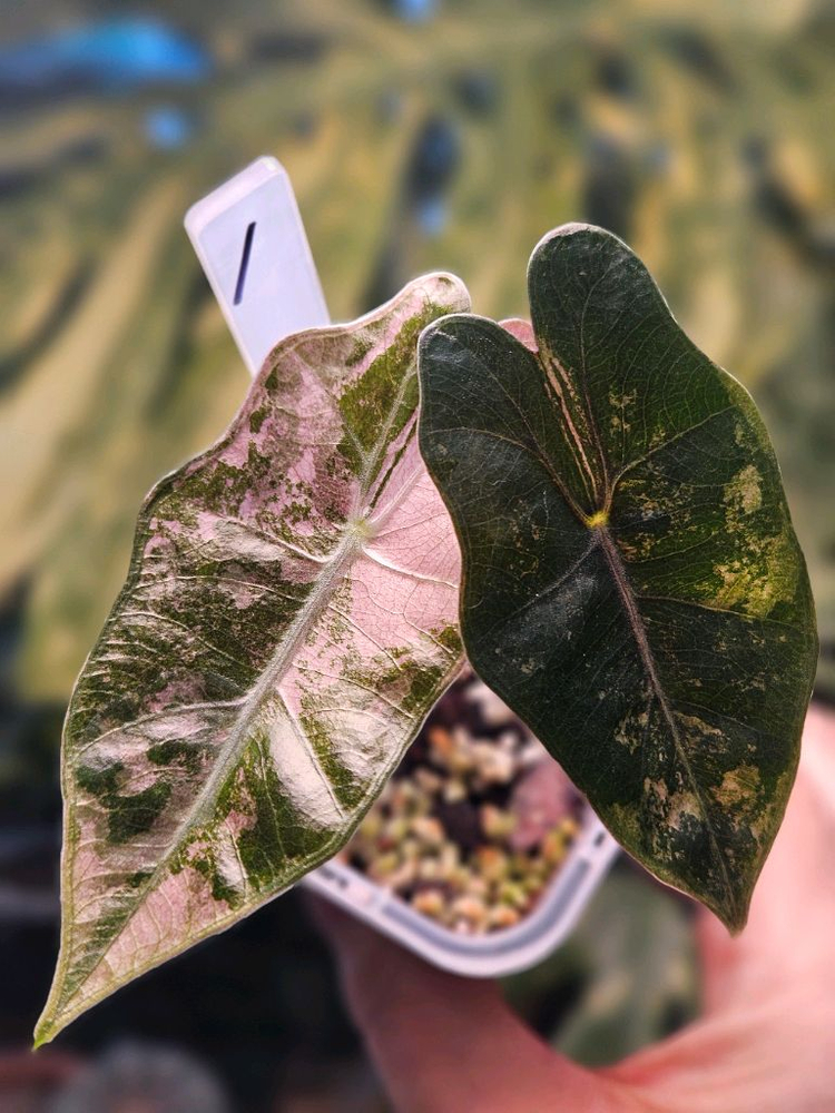 알로카시아 푸세이도 산데리아나 핑크바리에가타 (특가판매) 이미지