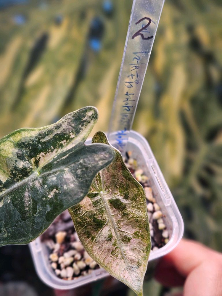 알로카시아 푸세이도 산데리아나 핑크바리에가타 (특가판매) 이미지