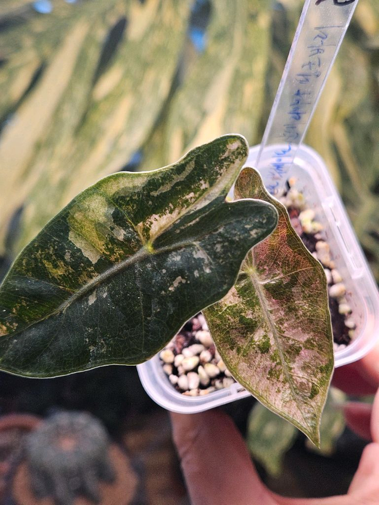 알로카시아 푸세이도 산데리아나 핑크바리에가타 (특가판매) 이미지