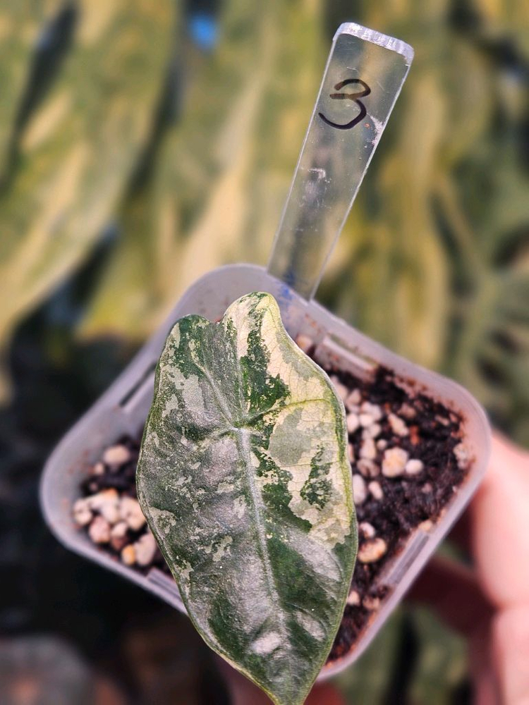 알로카시아 푸세이도 산데리아나 핑크바리에가타 (특가판매) 이미지