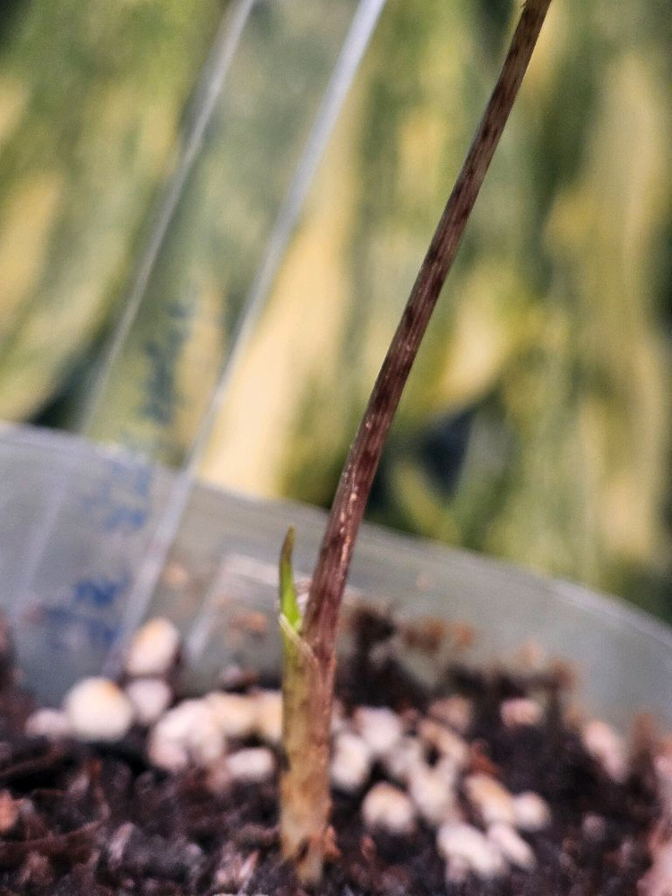 알로카시아 푸세이도 산데리아나 핑크바리에가타 (특가판매) 이미지