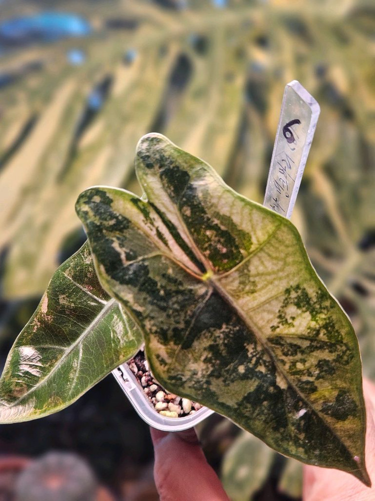 알로카시아 푸세이도 산데리아나 핑크바리에가타 (특가판매) 이미지