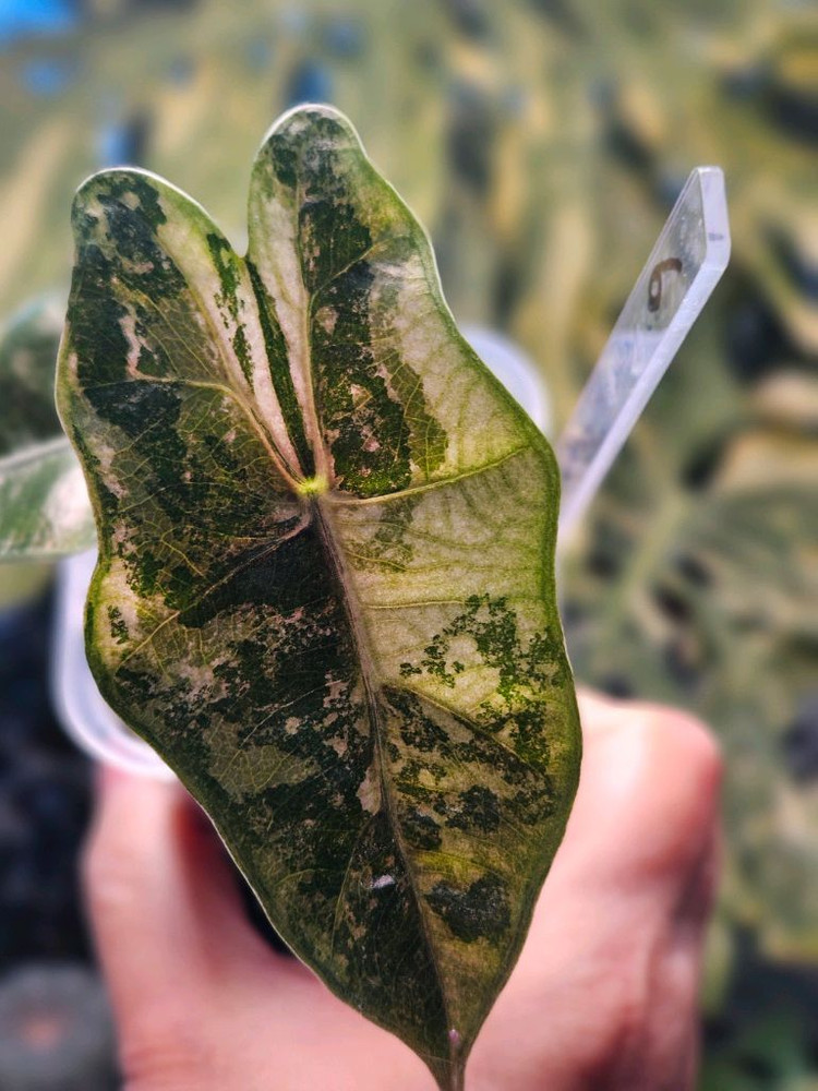 알로카시아 푸세이도 산데리아나 핑크바리에가타 (특가판매) 이미지