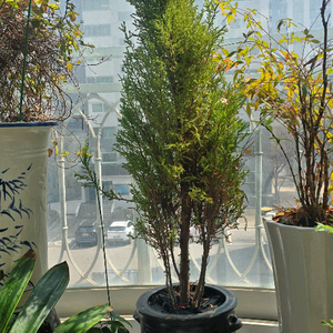 베란다 정원 정리! 대형 식물 4종 + 고급 도자기 화분 일괄/개별 판매