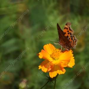 [수동렌즈] 보케 최강 MINOLTA MD ROKKOR 25OMM F5.6 FOR MD/C 반사렌즈 이미지