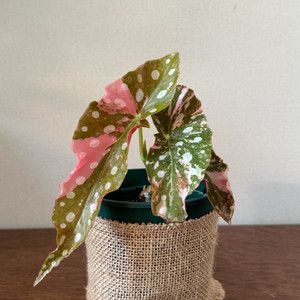 베고니아 마큘라타 바리에가타 이미지