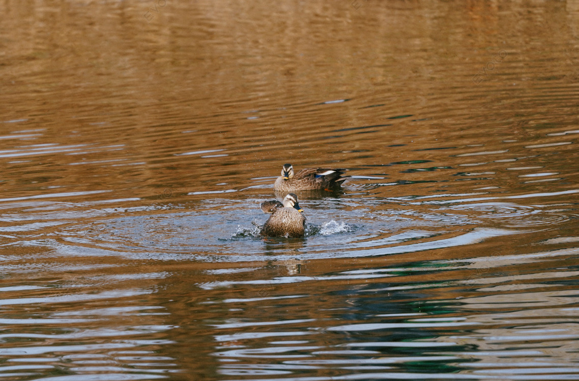 소니 A7C 바디 판매합니다.--6