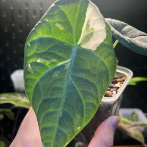 알로카시아 마하라니 바리에가타 이미지