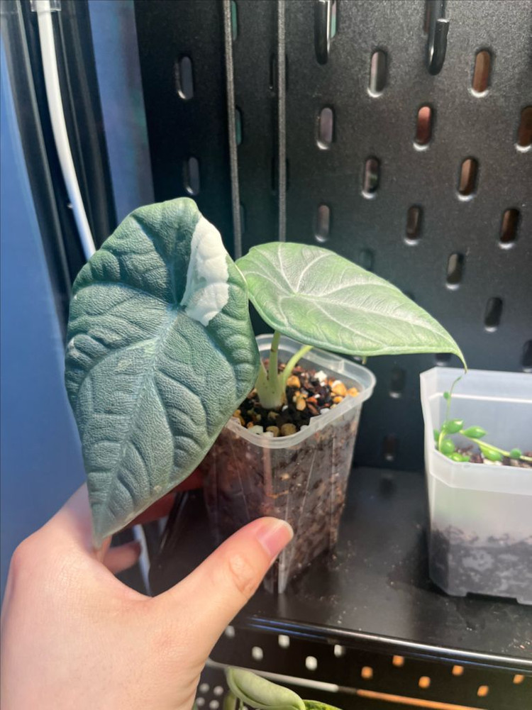 알로카시아 마하라니 바리에가타 이미지