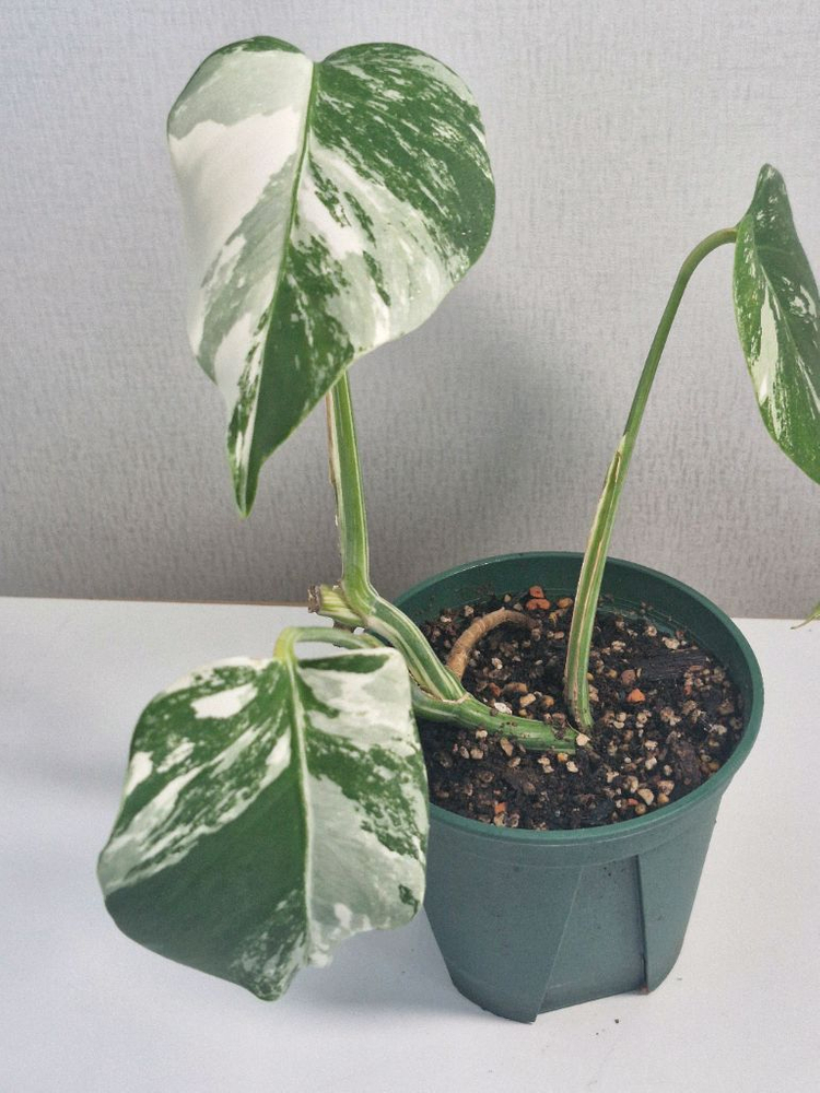 몬스테라 알보 보르시지아나 이미지