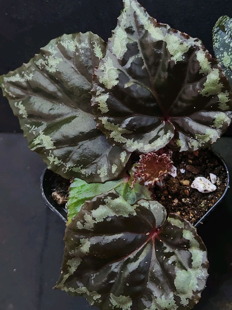 베고니아2종 /이그니타(원종)&무나 이미지