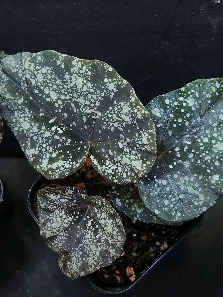 베고니아2종 /이그니타(원종)&무나 이미지