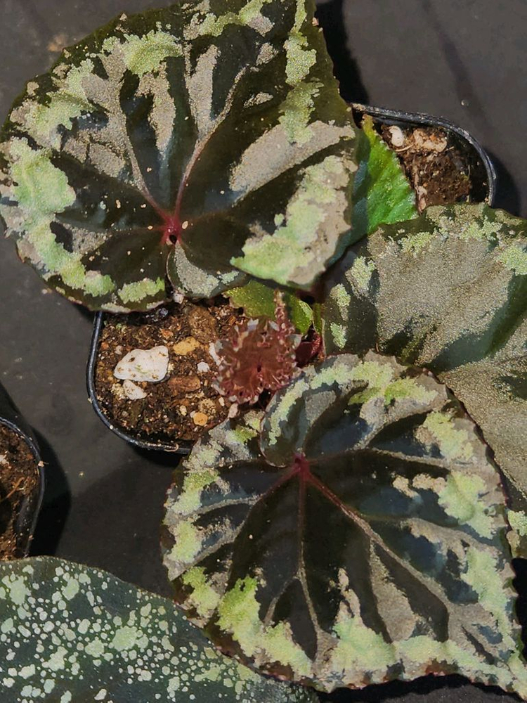 베고니아2종 /이그니타(원종)&무나 이미지