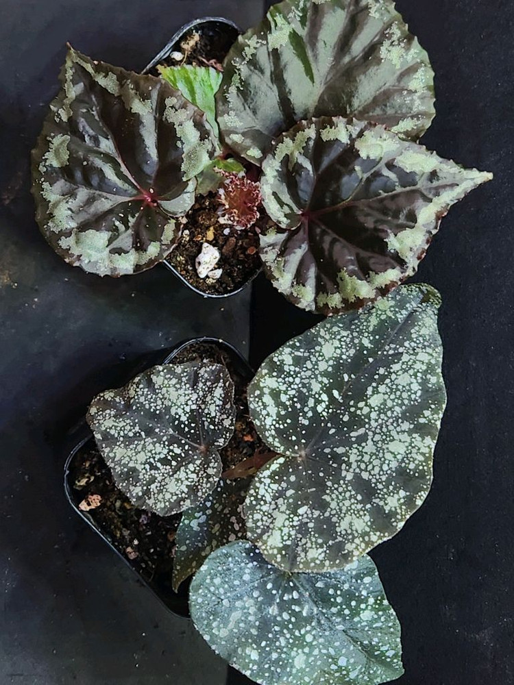 베고니아2종 /이그니타(원종)&무나 이미지