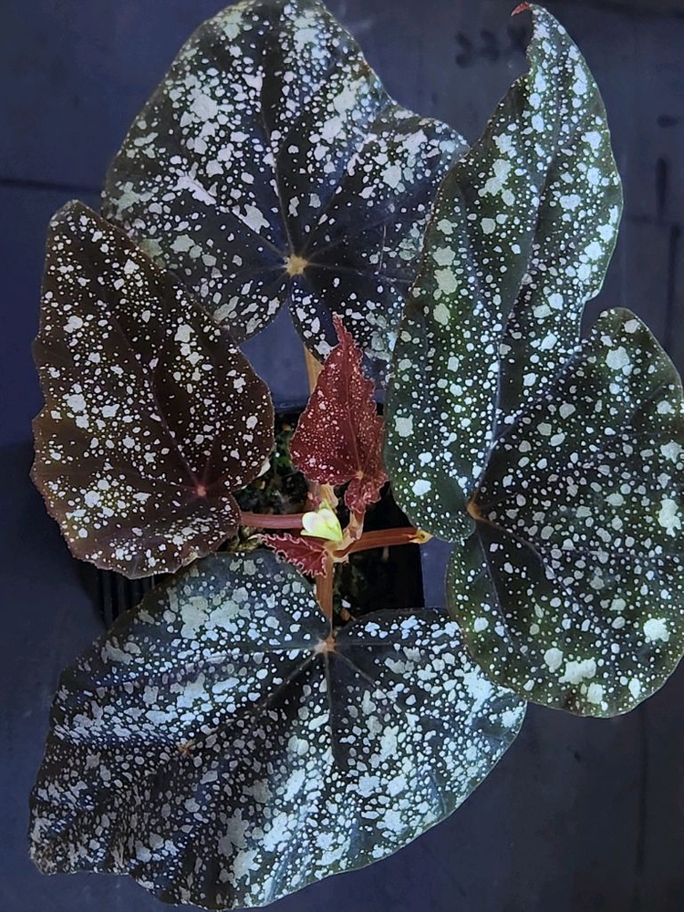 베고니아2종 /이그니타(원종)&무나 이미지