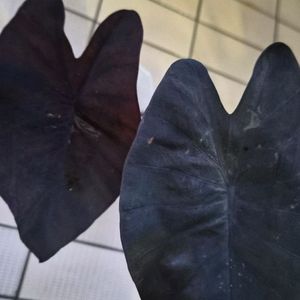 콜로카시아 블랙매직 이미지