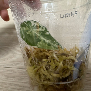 알로카시아 마하라니 바리에가타 이미지