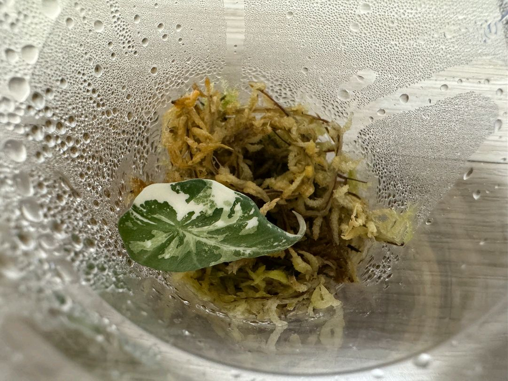 알로카시아 마하라니 바리에가타 이미지