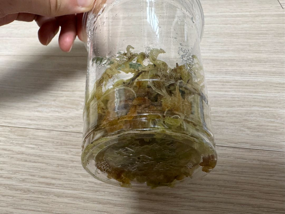 알로카시아 마하라니 바리에가타 이미지