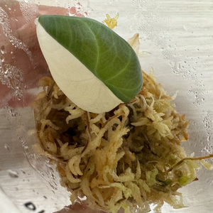 알로카시아 마하라니 바리에가타 이미지