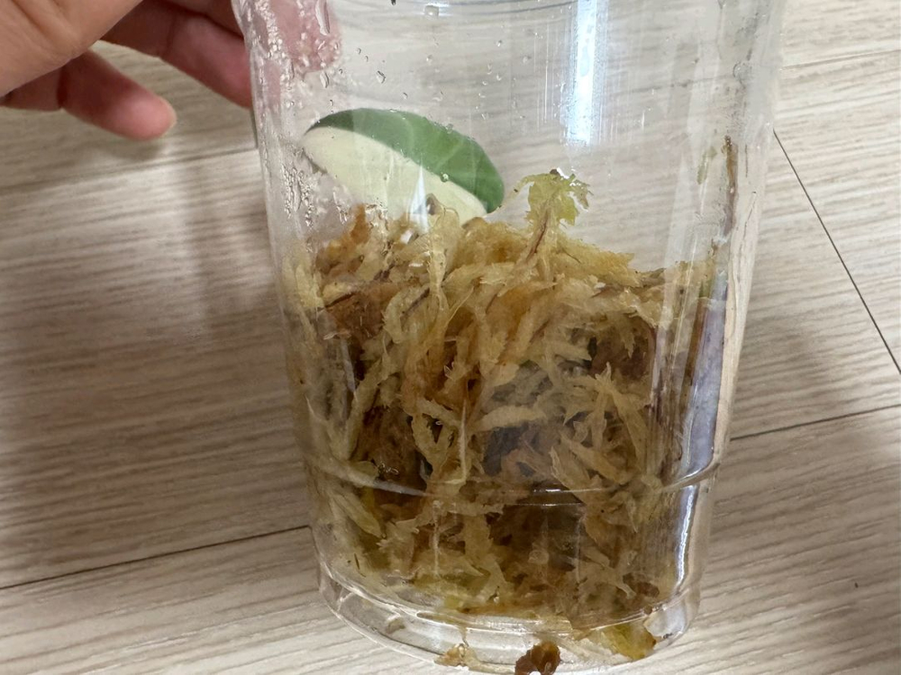 알로카시아 마하라니 바리에가타 이미지