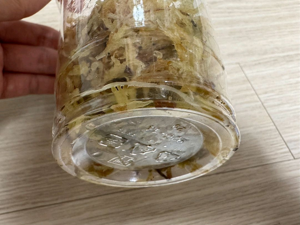 알로카시아 마하라니 바리에가타 이미지