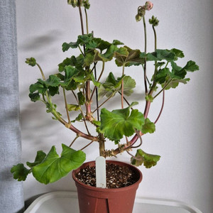 러시아제라늄 UV물병자리별 중품 이미지