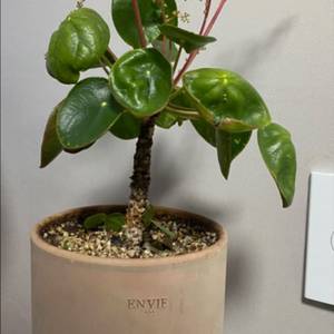 필레아 페페로미오이데스 이미지