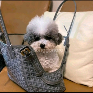 고야* 강아지 이동가방 삭시앙 강아지가방 숄더백 새상품 이미지