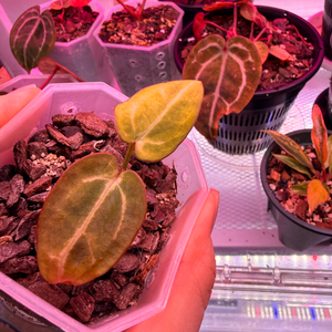 안스리움 칼라블랙키 ghp001xOG5