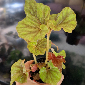 베고니아 키트진머거