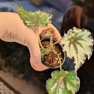 베고니아 릴리안