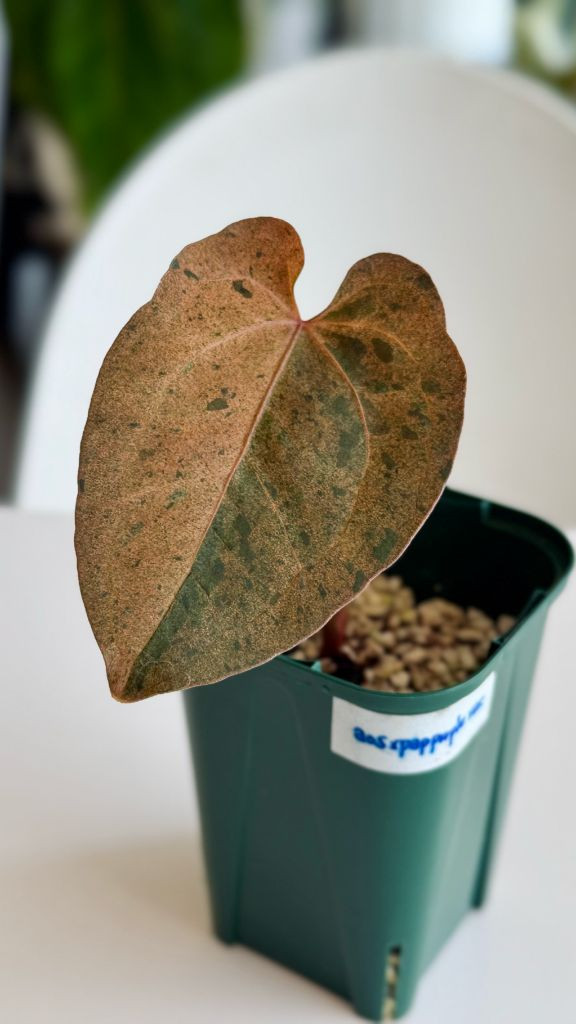 안스리움 에오스x파필퍼플 바리에가타 클론 이미지