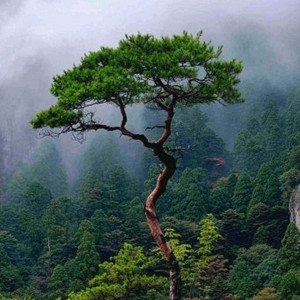 피망 뉴맞고 머니 삽니다 이미지