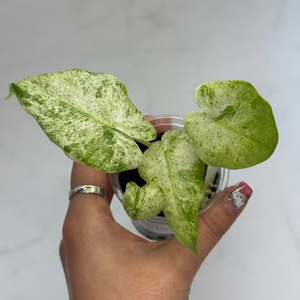 알로카시아 마크로리자 스플래쉬 2 이미지