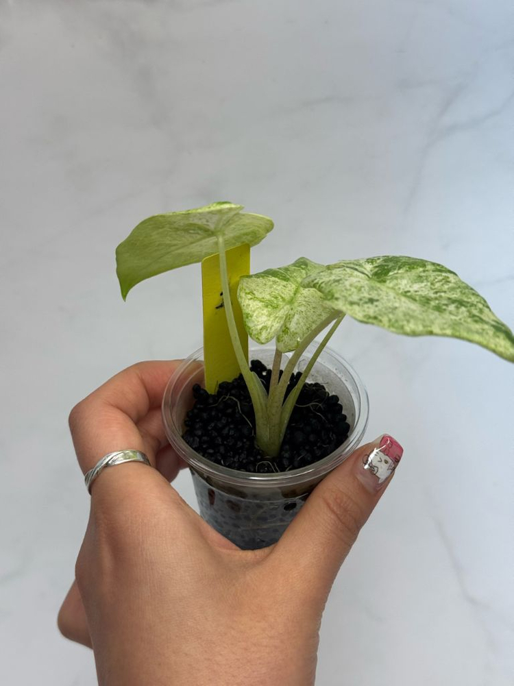 알로카시아 마크로리자 스플래쉬 2 이미지