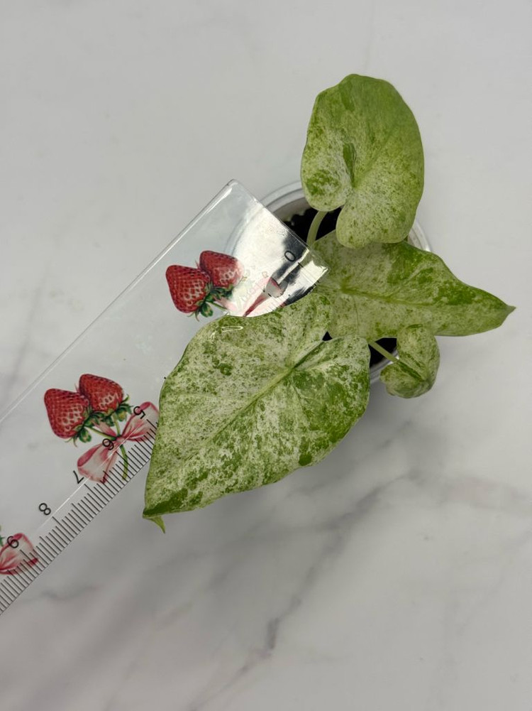 알로카시아 마크로리자 스플래쉬 2 이미지