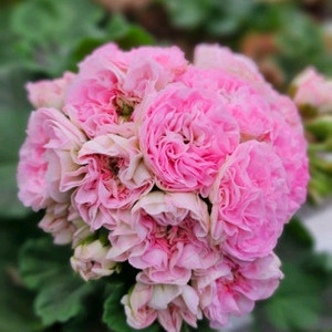 제라늄5종 이미지