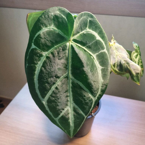 안스리움 (크리스탈 호프 크리스탈리넘 ) 메그니피컴 이미지