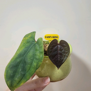 안스리움 RVDP x 럭셔리안스 이미지