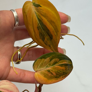 필로덴드론 핑크 미칸 바리에가타