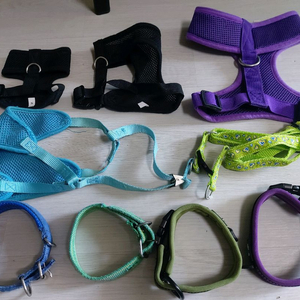 강아지 옷, 하네스, 목줄 등 잡다 세트 이미지